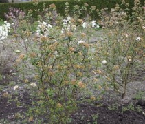 Viburnum Burkwoodii