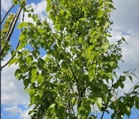 Betula pubescens - Zachte Berk - blad voorjaar