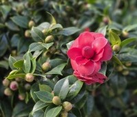 Camellia japonica 'Black Lace' - Camellia 'Black Lace' - bloeit in maart