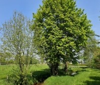 Acer platanoides - Noorse Esdoorn - 2