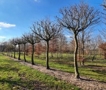 Carpinus betulus dakvormen