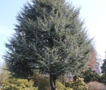 Cedrus libani 'Glauca'