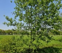 Salix alba - Schietwilg - 4