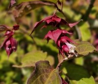 Leycesteria formosa 'Purple Rain' - Grootmoeders oorbellen 'Purple Rain' - 1