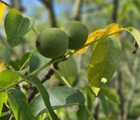 Juglans regia 'Buccaneer' - Walnoot - 2