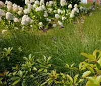 Hydrangea paniculata 'Limelight' - Pluimhortensia 'Limelight' - 1