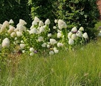 Hydrangea paniculata 'Limelight' - Pluimhortensia 'Limelight' - 2