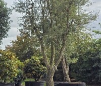 Quercus suber - Kurkeik - 2