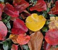 Pyrus calleryana 'Chanticleer' - Sierpeer -  herfstkleuren