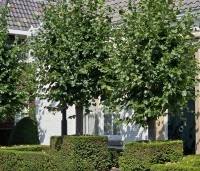 Tilia x europaea 'Euchlora' - Linde - 6