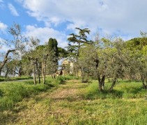 Olea op halfstam