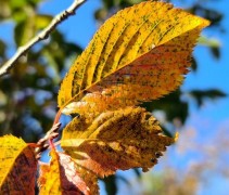 Prunus Pandora