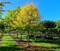 Carpinus parasolboom vrije vorm