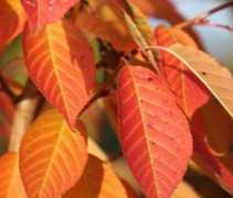 Japanse sierkers 'Kanzan' herfst bladkleuren
