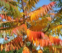 Rhus Typhina