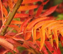 sorbus dodong herfstrood