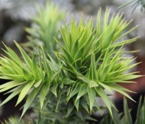 Araucaria slangenden