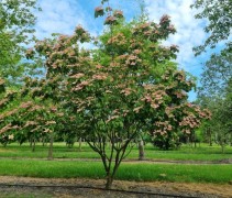 Cornus Satomi