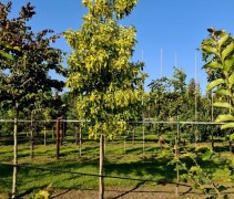 Liquidambar styraciflua 'Aurea'