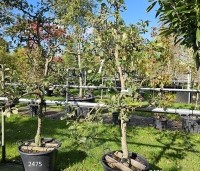 Malus dom. 'Discovery' - Malus 'Discovery' - 1