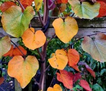Cercis canadensis 'Merlot'