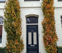 Fagus sylvatica 'Dawyck'