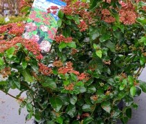 Viburnum tinus 'Liza Rose'