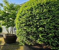 Taxus baccata - Venijnboom - bolvorm mei 2024