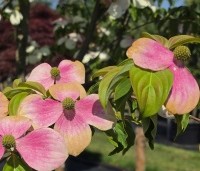 Cornus 'Norman Hadden' - Japanse grootbloemige kornoelje 'Norman Hadden' - 1