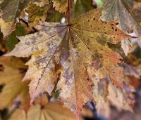 Acer platanoides 'Crimson Sentry' - Roodbladige Noordse Esdoorn - herfst