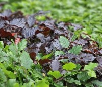 Fagus sylvatica - Groene beuk - gemengd met rode beuk
