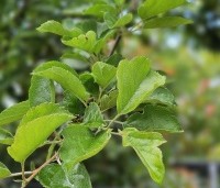 Malus Toringo 'Tina - Dwerg sierappeltje - 1
