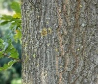 Quercus cerris - Moseik - 4
