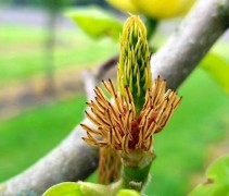 Magnolia brooklynensis 'Elizabeth'
