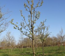 Pyrus communis