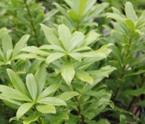 Daphne odorata Aureomarginata
