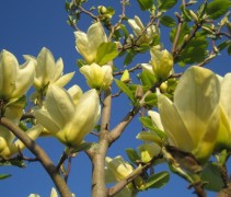 Magnolia 'Yellow River'