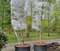 Ginkgo biloba - Japanse Notenboom - 1