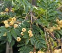 Sorbus 'Joseph Rock' - Lijsterbes 'Joseph Rock' - 4