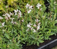 Gaura lindheimeri 'Whirling Butterflies' - Prachtkaars - 1