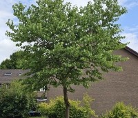 Cercis siliquastrum - Judasboom - 1