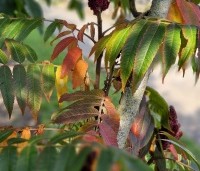 Rhus typhina - Fluweelboom - 1