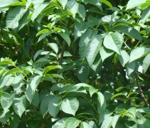 Fraxinus ornus 'Mecsek'