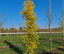 Ginkgo Biloba 'Obelisk' (Fastigiata)