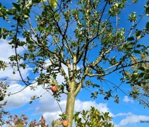 Malus domestica 'Zoete Ermgaard'