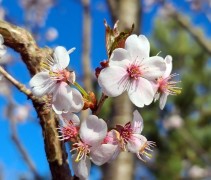 Prunus Pandora