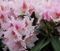 Rhododendron 'Progres' - Rhododendron 'Progres' - 1