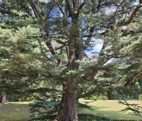 Cedrus libani 'Glauca' - Blauwe Ceder - veterane boom in stadspark