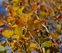 Fagus sylvatica 'Dawyck Gold' - Zuilbeuk - 2