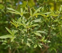 Vitex agnus-castus - Monnikenpeper - 3